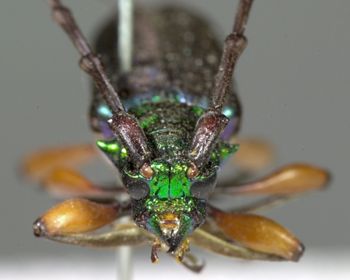 Media type: image;   Entomology 3903 Aspect: head frontal view